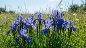 Wild Blue Iris Meadow