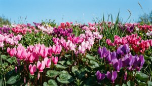 Wild Cyclamen Meadow