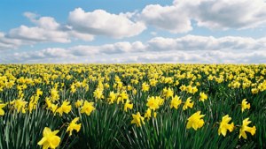 Wild Daffodil Field