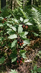 Wild Elderberries Forest Scene