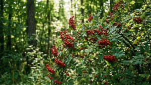 Wild Forest Berries