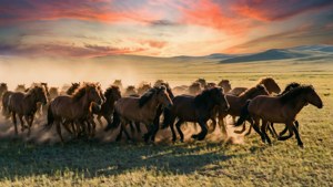 Wild Horses at Sunset