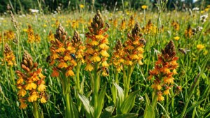 Wild Orchids Meadow