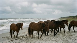 Wild Ponies of Assateague