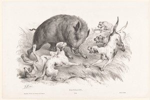 Wild zwijn aangevallen door honden