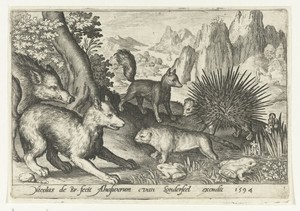 Wild zwijn, vossen, bever, stekelvarken en kikkers