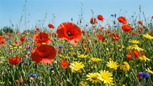 Wildflower August Meadow