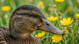 Wildflower Gaze