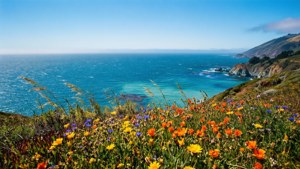 Wildflower Hillside