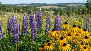 Wildflower Meadow Bloom