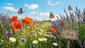 Wildflower Meadow May