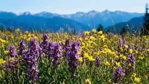 Wildflower Meadow View