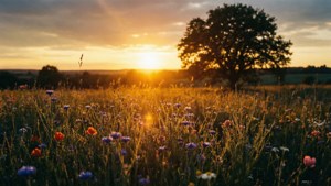Wildflower Sunset