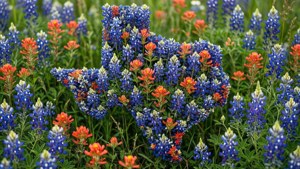 Wildflower Texas