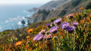 Wildflowers Overlook