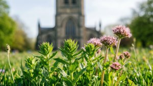 Wildflowers with Cathedral