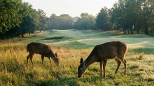 Wildlife on the Fairway