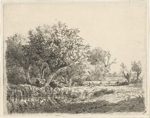 Wilgen bij een poel