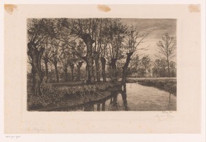 Wilgen langs de oever van een beek