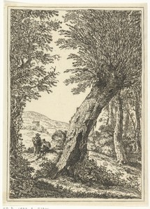 Wilgenboom