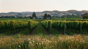 Willamette Valley Vines