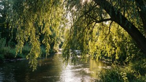 Willow Creek Dappled