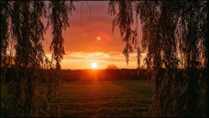 Willow Framed Sunset