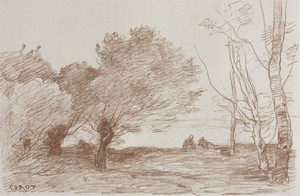 Willows and Poplars