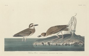 Wilson's Plover