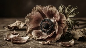 Wilted Anemone Still Life