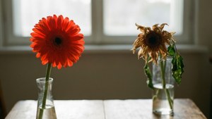 Wilted Love