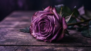 Wilted Rose Grunge