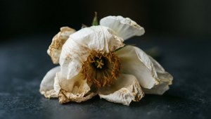 Wilting Beauty