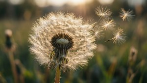 Wilting Dandelion