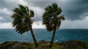 Wind-Swept Cliff Palms