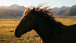Windblown Mane Steppe