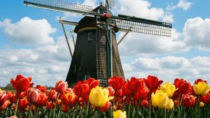 Windmill and Tulips