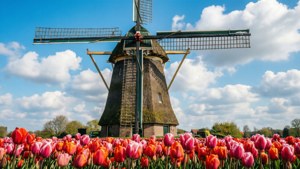 Windmill and Tulips