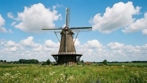 Windmill in Bloom