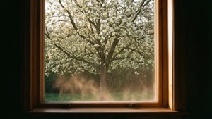 Window to Allergens