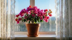 Windowsill Bougainvillea Morning