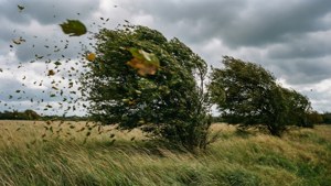 Windy Field