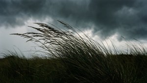 Windy Grass Silhouette