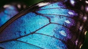 Wing Detail Macro