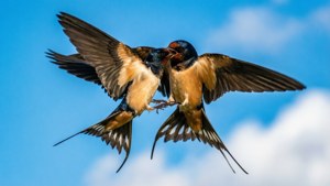 Wing Touch Swallows