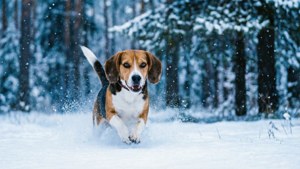 Winter Beagle Run