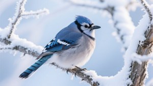 Winter Blue Jay