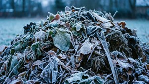 Winter Compost