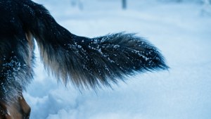 Winter Dog Tail