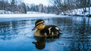 Winter Duckling